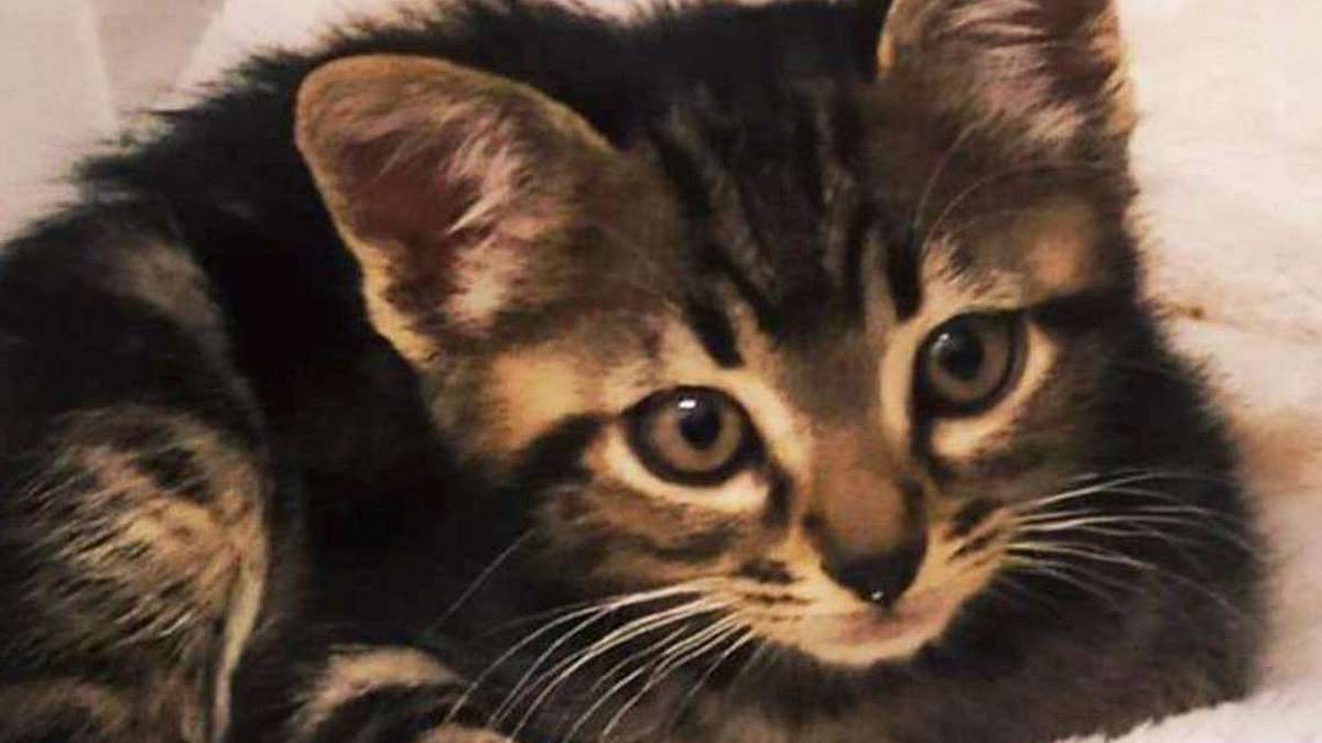 Piccoli mici crescono e cercano famiglia