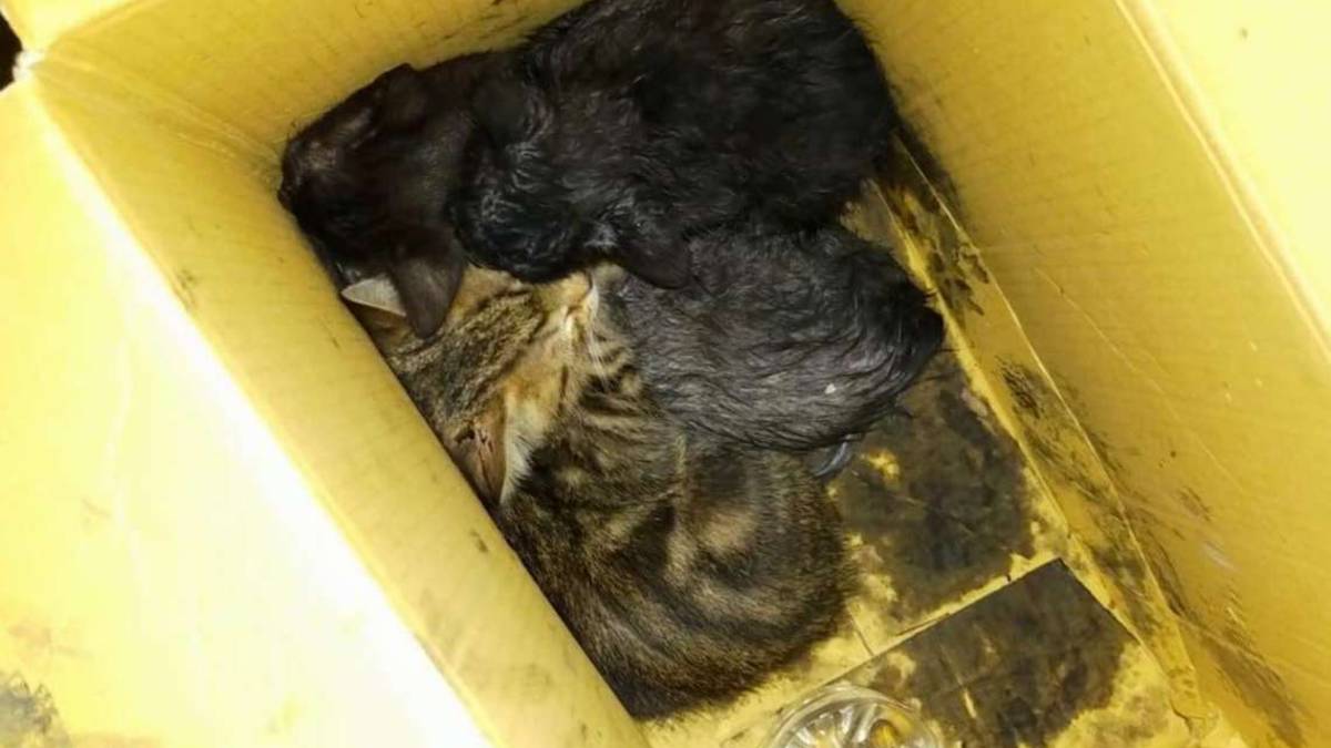 Savignano: gatti salvati dal fuoco, il padrone arrestato per droga