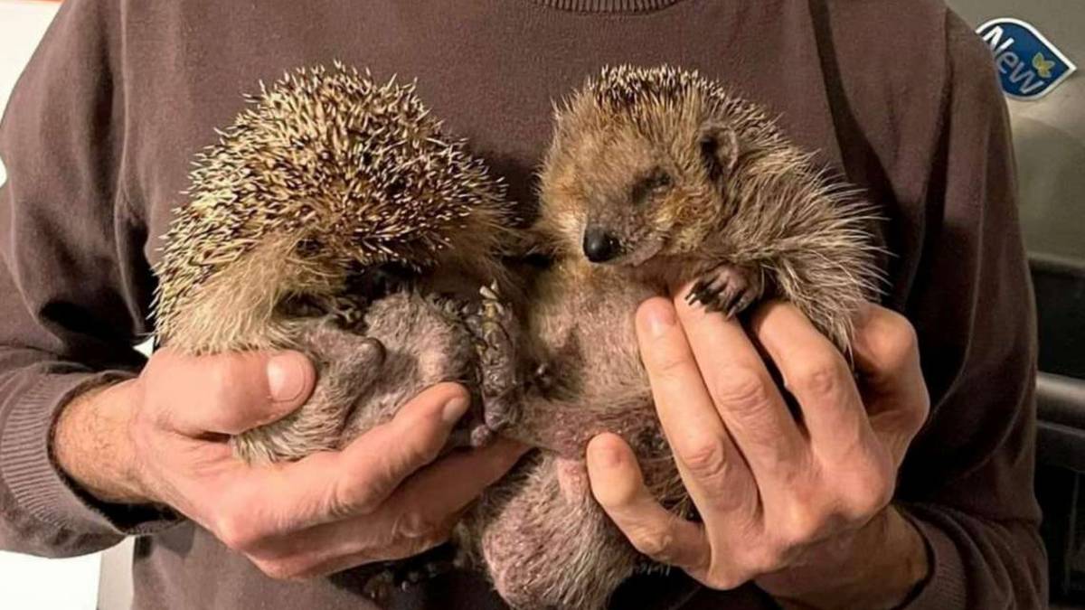 Faenza, il veterinario dei ricci: Pronti alle vie legali