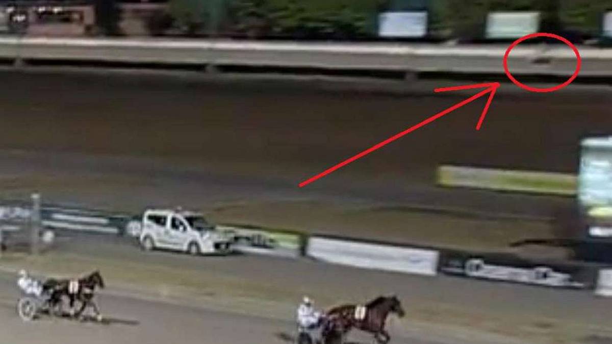 Cavallo morto in gara a Cesena: esame sul doping ma niente autopsia
