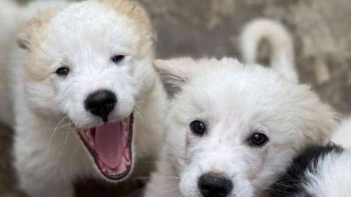 Cinque piccoli simil maremmano in cerca di tantissimo amore