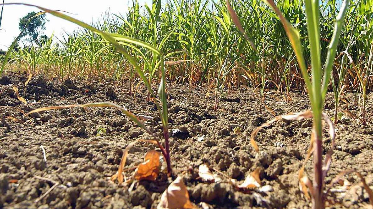 Forlì. Allarme siccità, il sindaco adotta l'ordinanza anti spreco