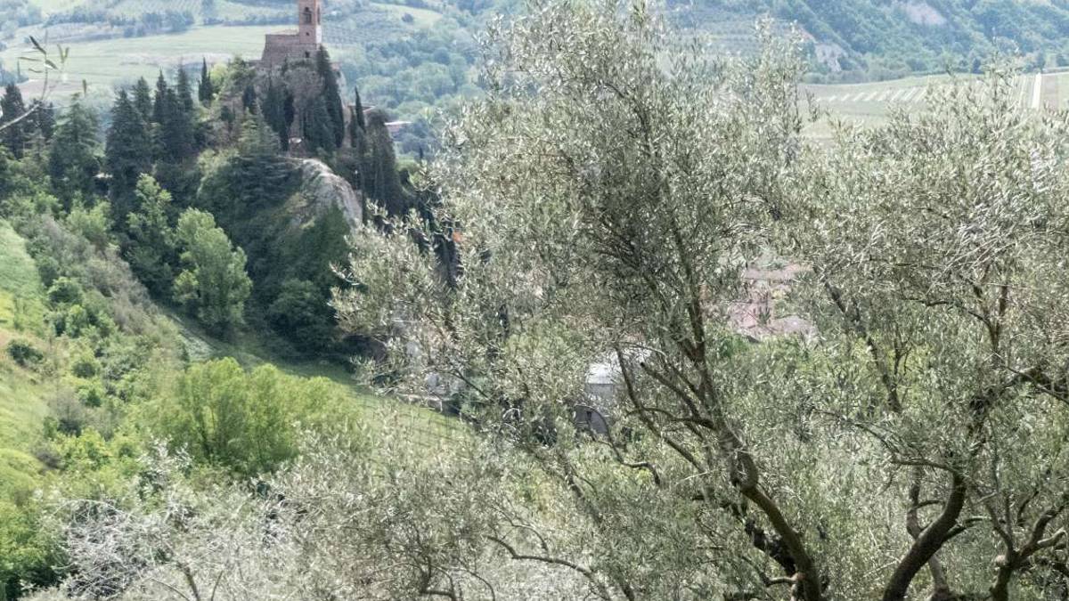 Olio, gli extra vergini di oliva presidiati da Slow Food