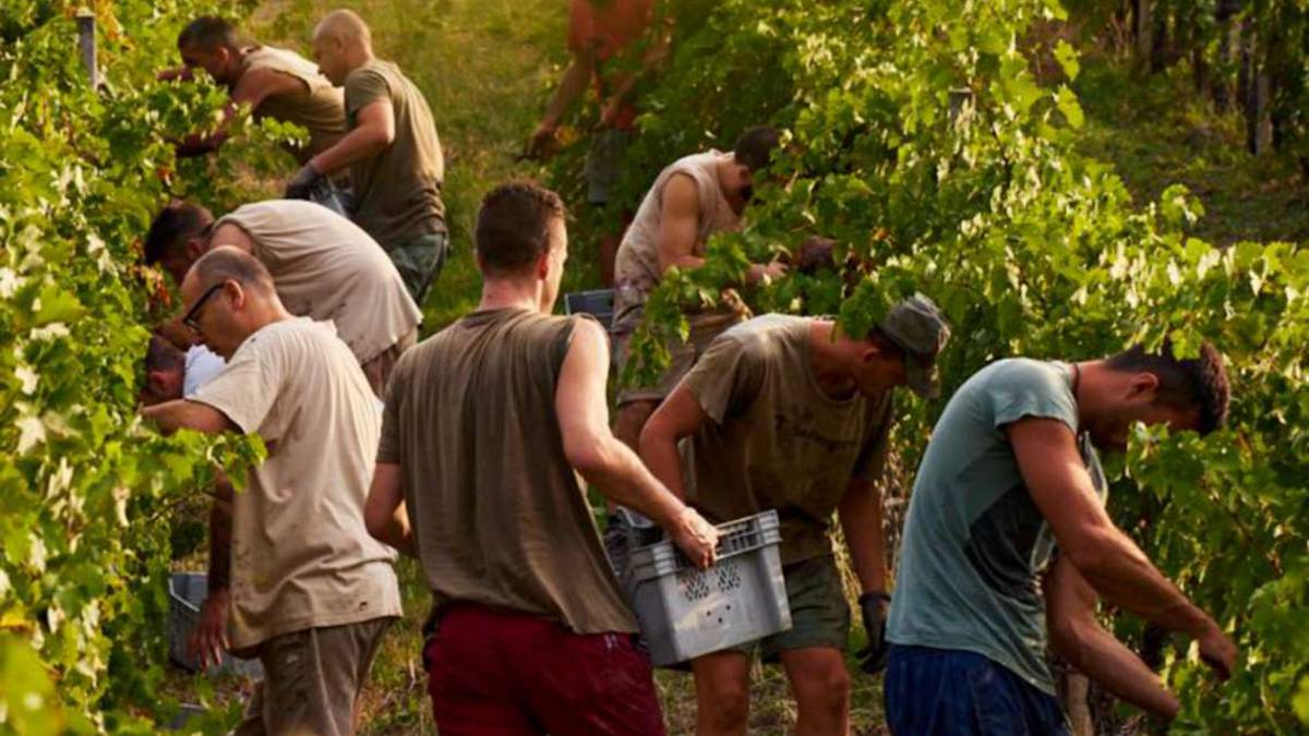 Ravenna, il caldo anticipa la vendemmia. Uva raccolta di notte