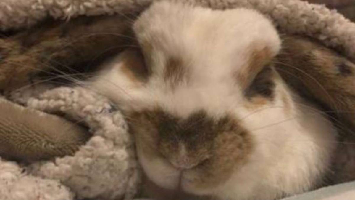 Darwin cerca casa