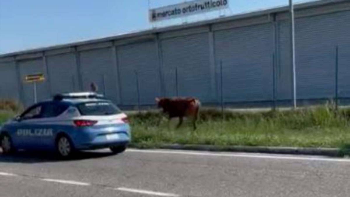 Cesena, la lunga fuga per strada del vitellone VIDEO
