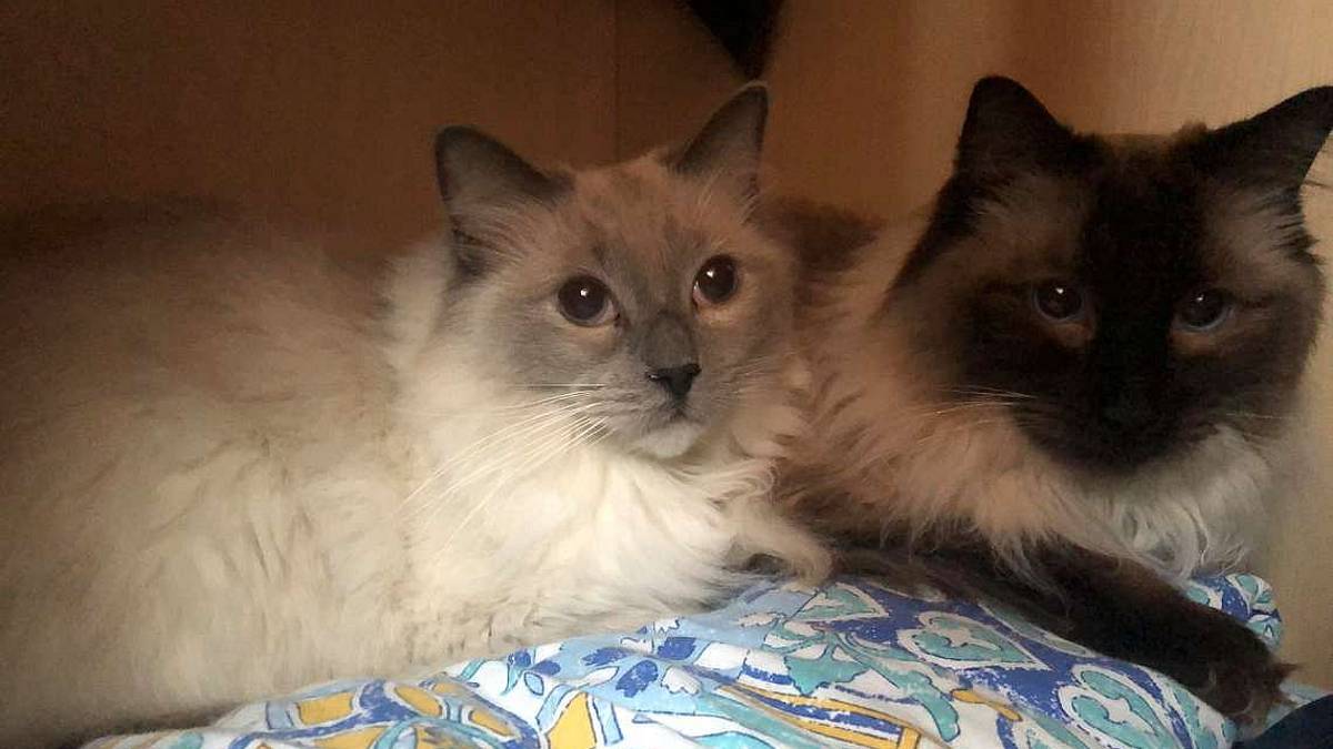 Celeste e Merlino sono rimasti soli