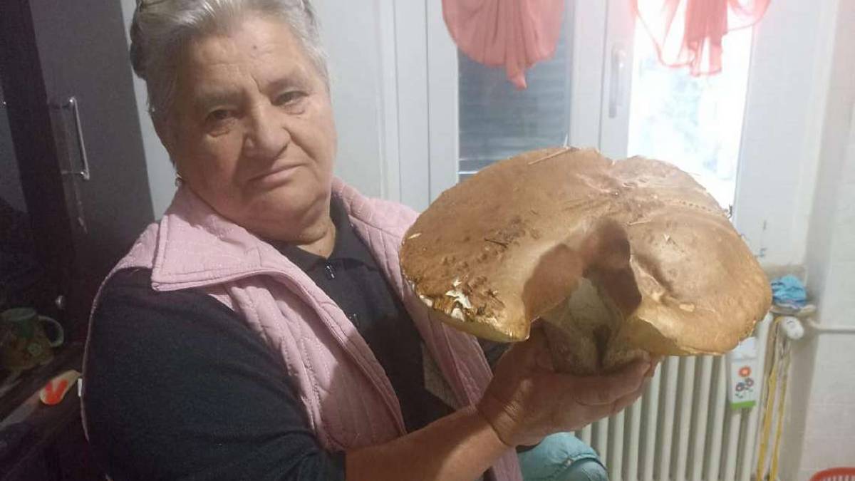 Premilcuore, un fungo porcino da un chilo e 100 grammi: Ma mica vi dico dove l'ho trovato