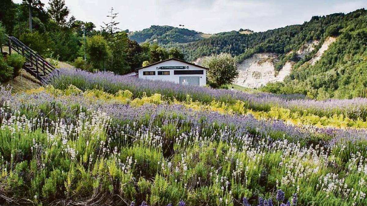 Un’oasi di pace e tranquillità, piante aromatiche e medicinali