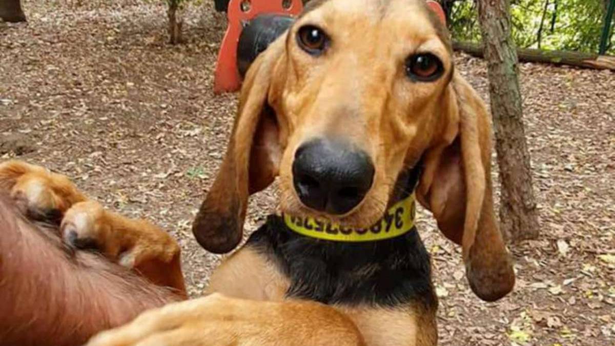 Yanco, Lilla e Cico cercano amore