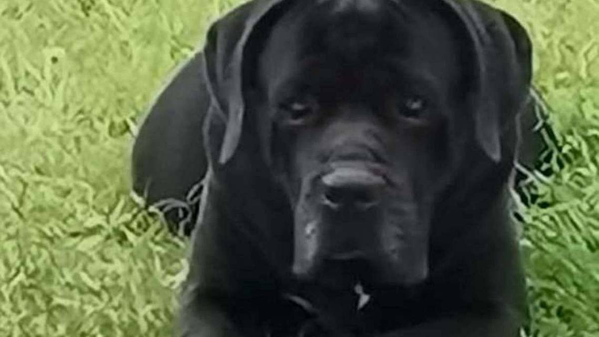 Bel cane Corso di cinque anni