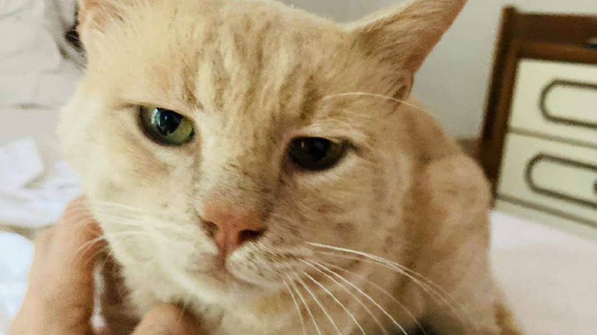 Due gatti e un cane davvero sfortunati