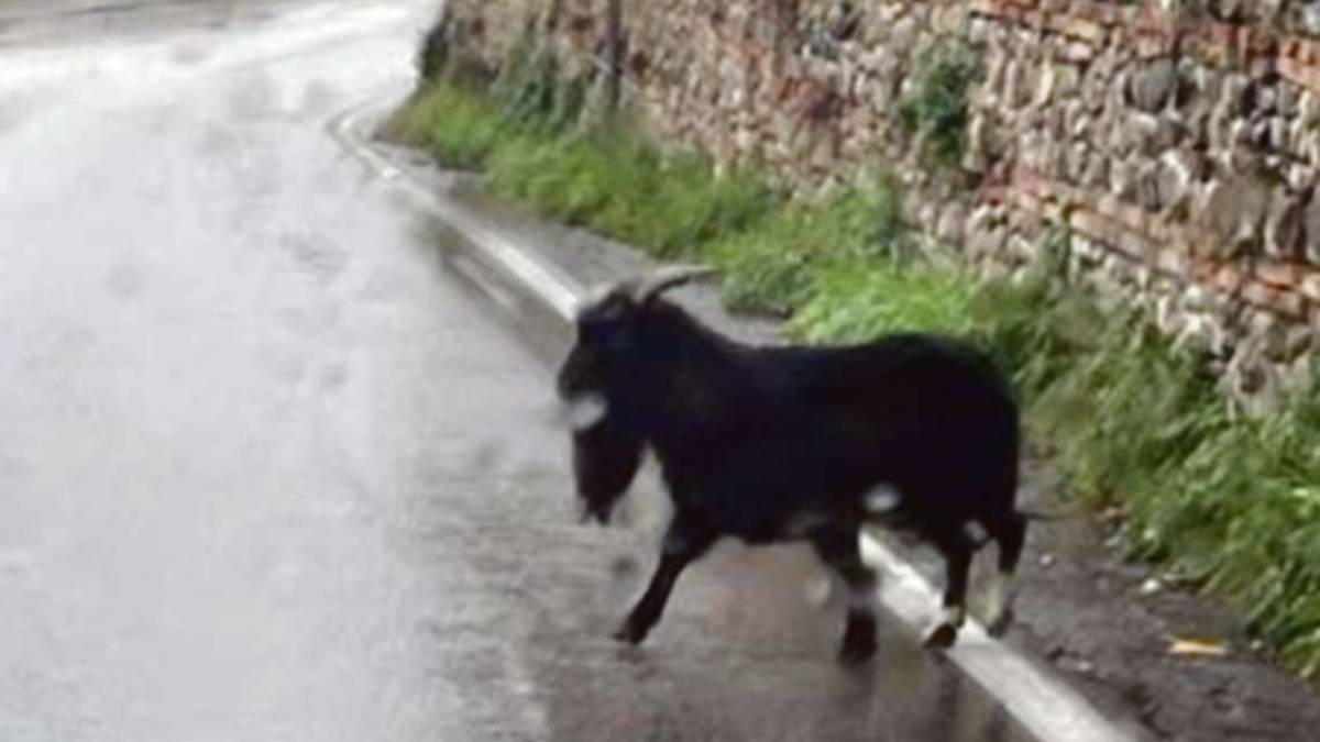 Catturato il caprone che vagava per Santarcangelo