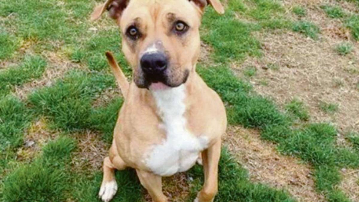 Ravenna, cane preso a calci per paura: il vicino va a processo