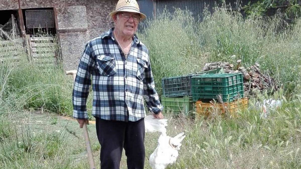 San Mauro Pascoli, la volpe ritorna e uccide altre galline