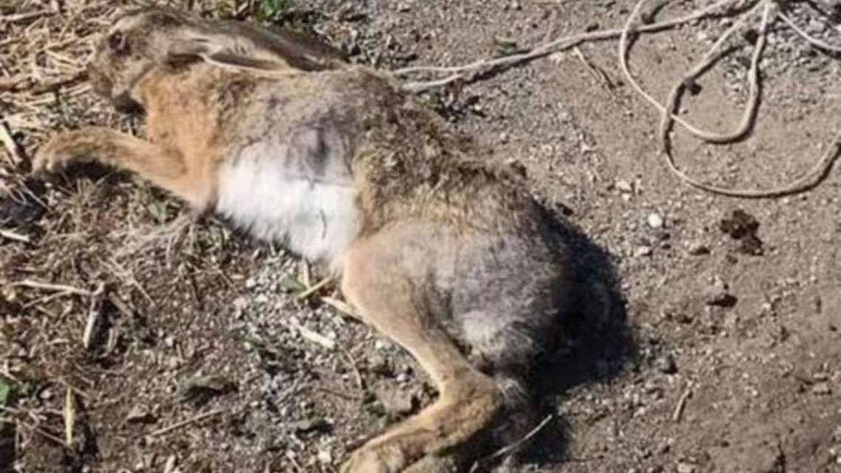 A Borghi lepre ferita buttata viva in un cassonetto