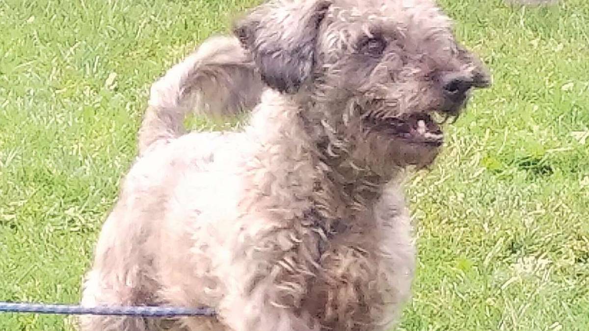 Jack, “ricciolone” pronto a giocare