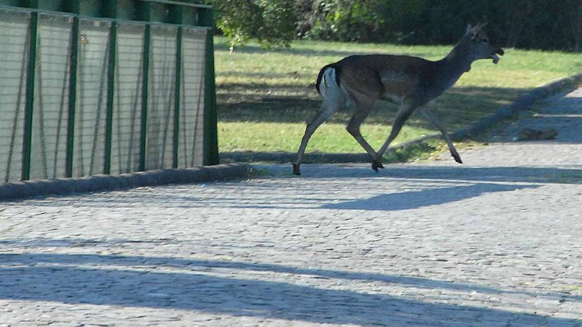 Ravenna, urta un daino con l'auto in via Trieste. Danni alla vettura, l'animale muore in pineta