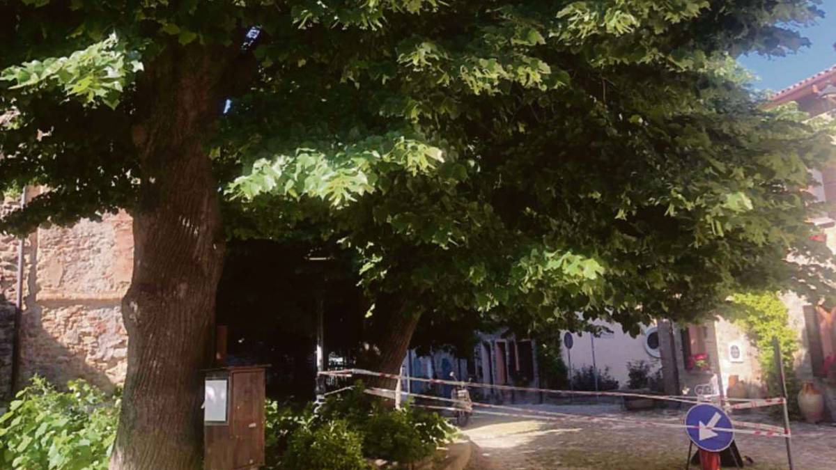 Cesena, il tiglio di Monteleone cerca la salvezza in un Registro