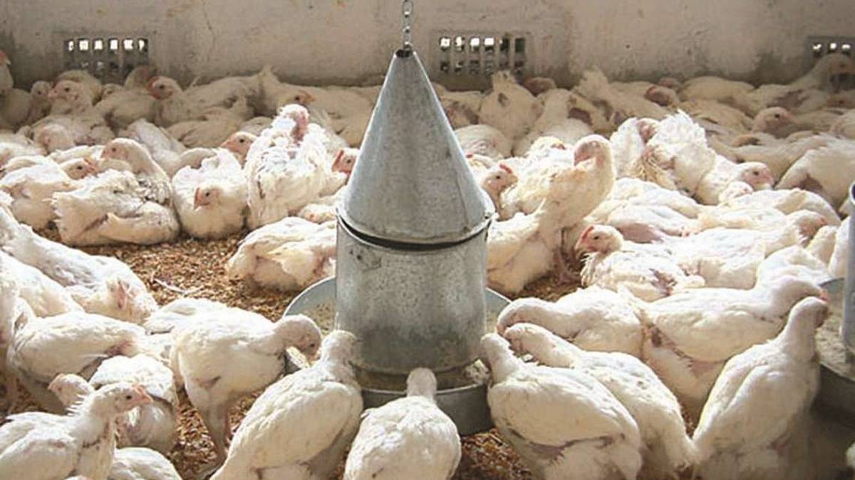 La fauna di tutto il mondo? Serve solo a sfamarci