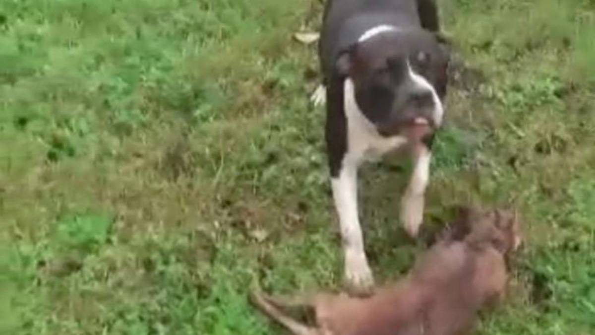 Lugo, molosso scappa e sbrana 2 cani: poliziotto spara e lo uccide