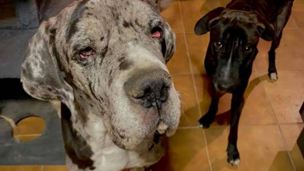 Il cane più diffuso? A Rimini è il meticcio, ce ne sono seimila