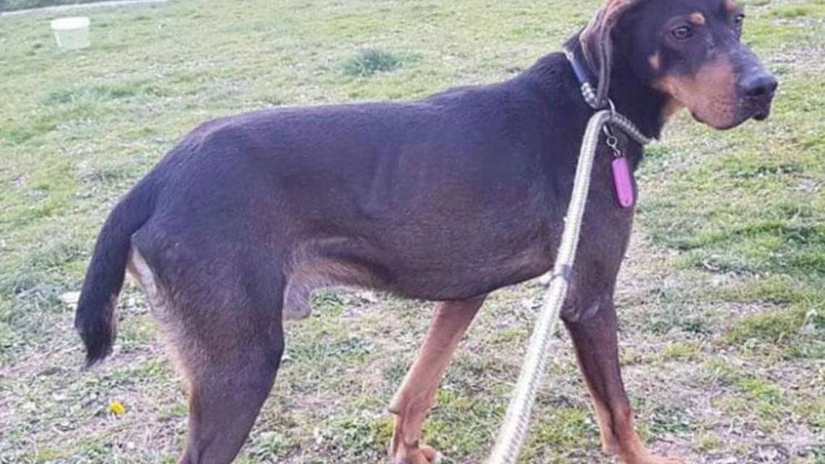 Dino, dolce e affettuoso va in cerca di coccole