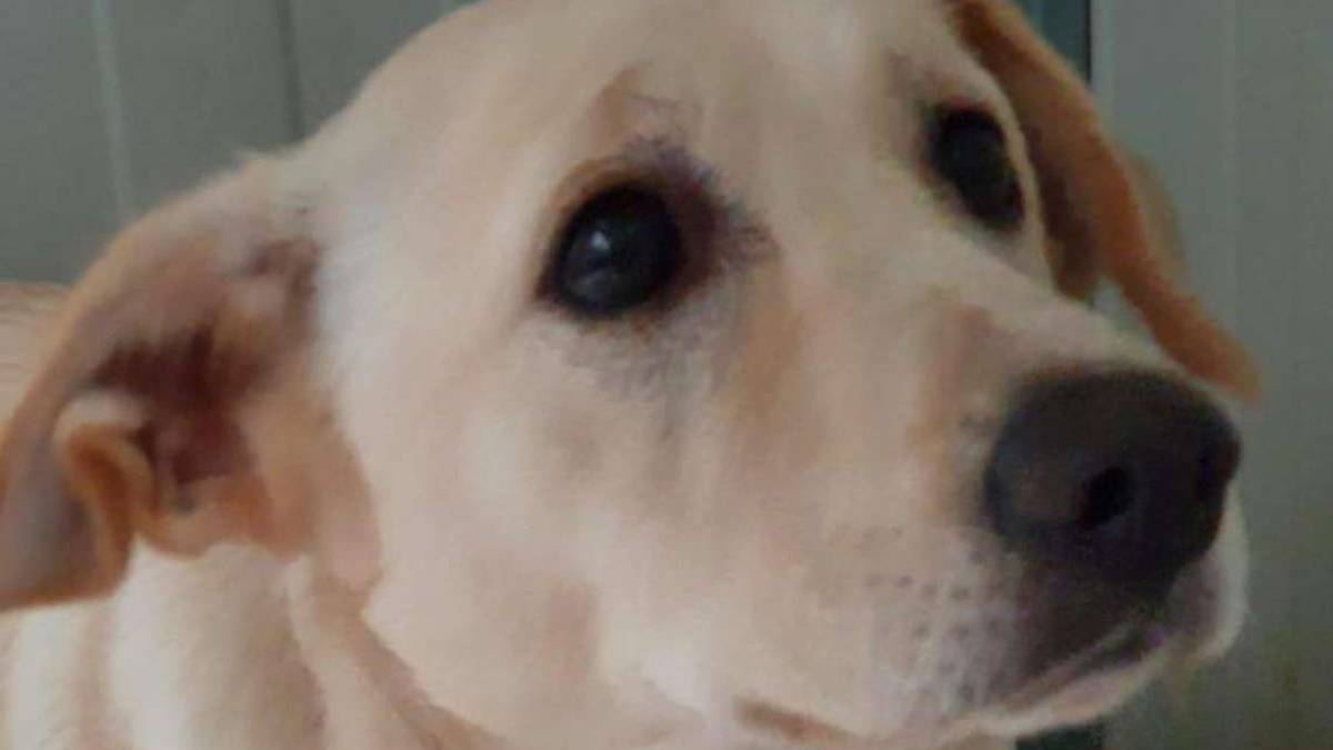 Tre splendidi cani, regalo di Natale