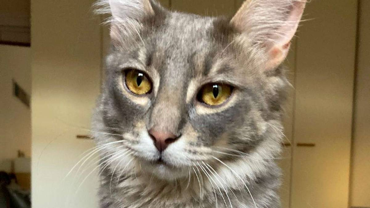 Leo manca da casa da ottobre “Chi l’ha visto” dia informazioni