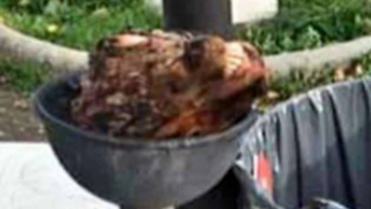 Massa Lombarda, la testa mozzata di una capra nel posacenere di un cestino