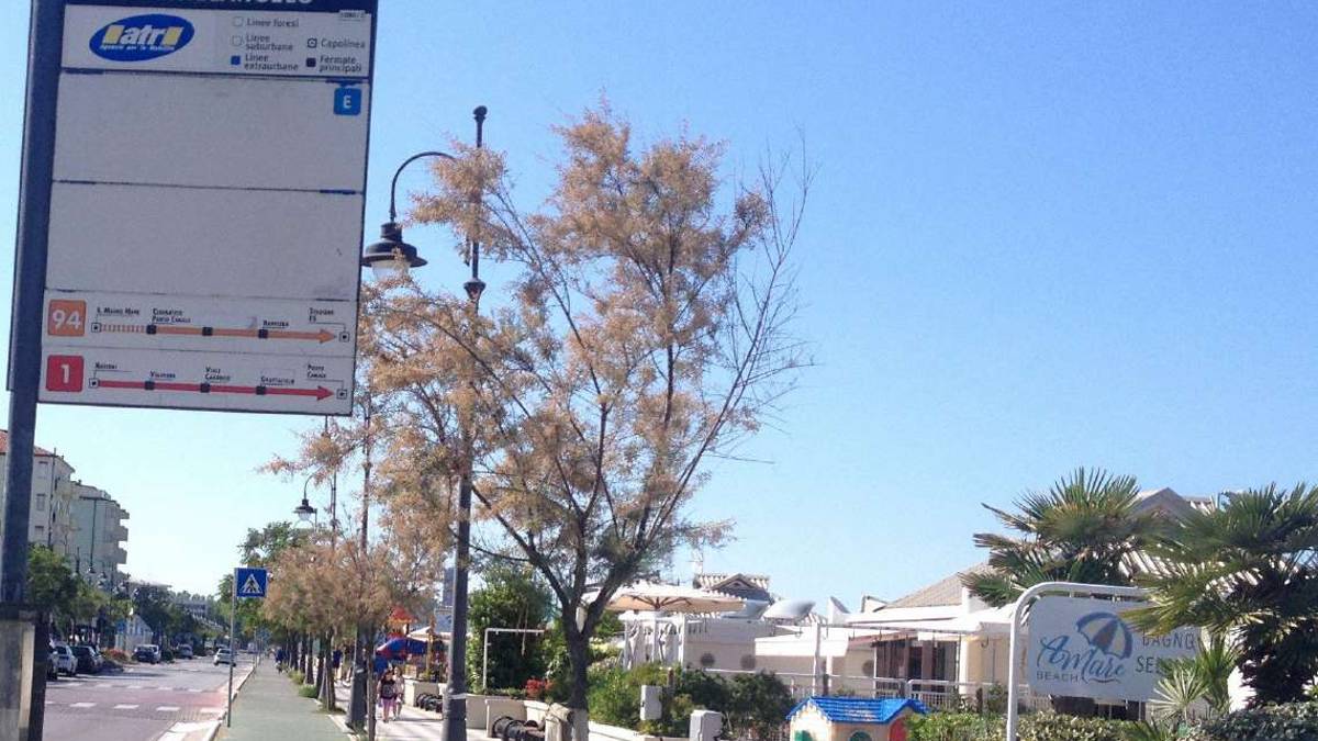 Piede schiacciato dal bus a Cesenatico: autista di linea a processo