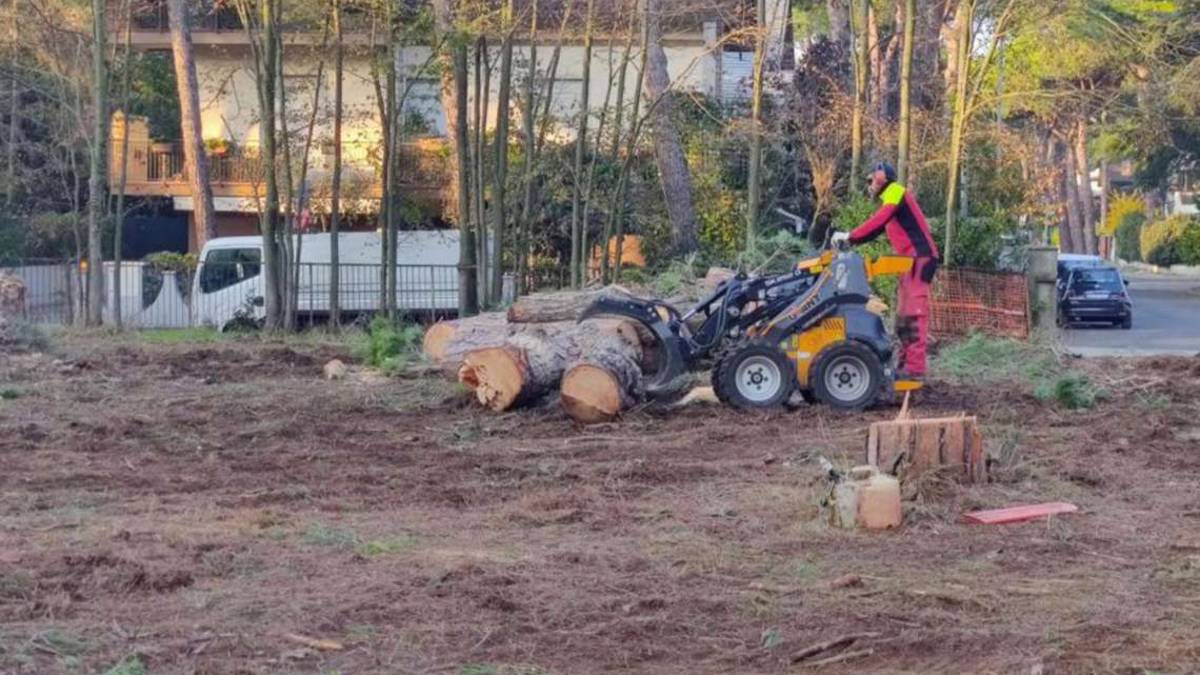 Milano Marittima, strage di pini per costruire un nuovo residence