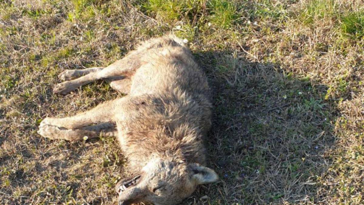 Imola, sempre più lupi vicini alle case. Trovato uno morto in via Laguna
