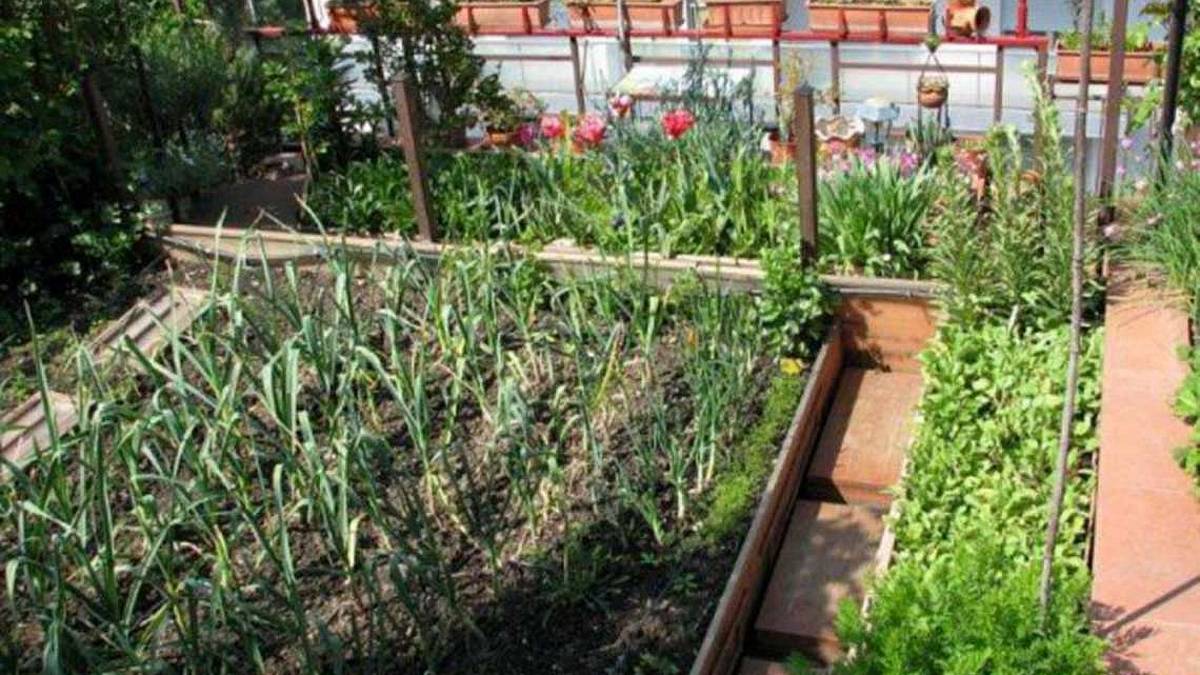 Piante, il Covid fa sbocciare il pollice verde
