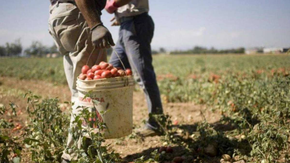 Ravenna, nuovo focolaio tra braccianti