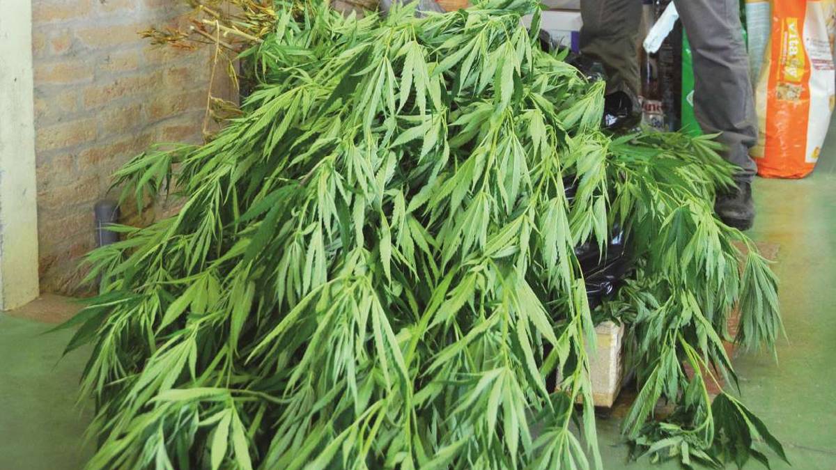Due piante di marijuana, arrestato 44enne a Ravenna