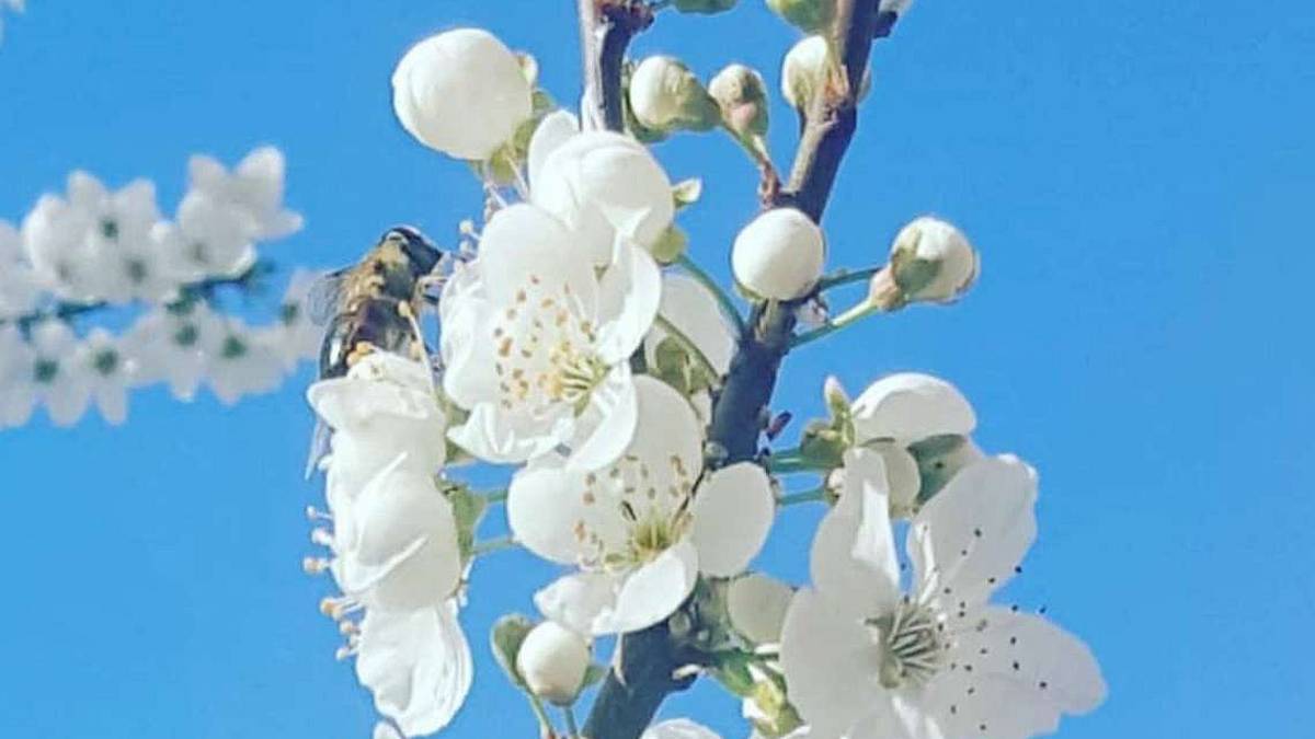 Sono in pericolo per i pesticidi ma le api individueranno il Covid