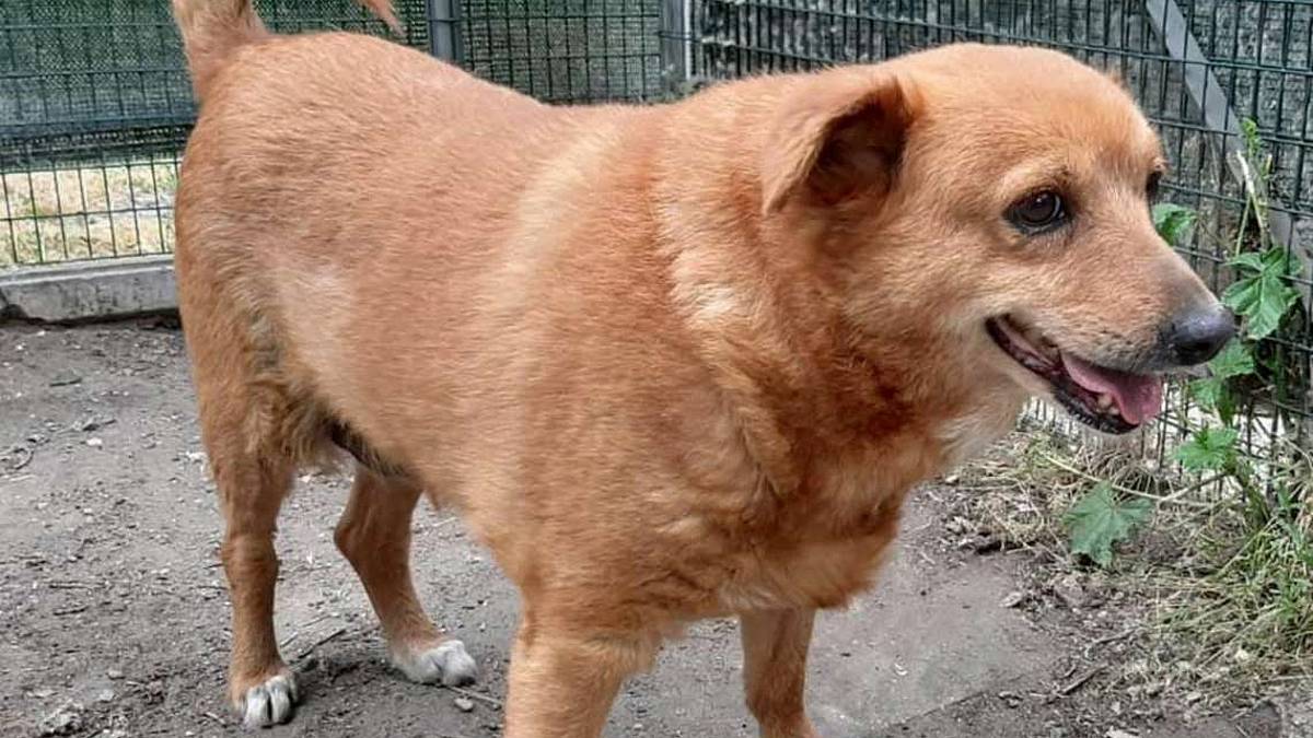 Rimasto senza padrona Chicco cerca una casa