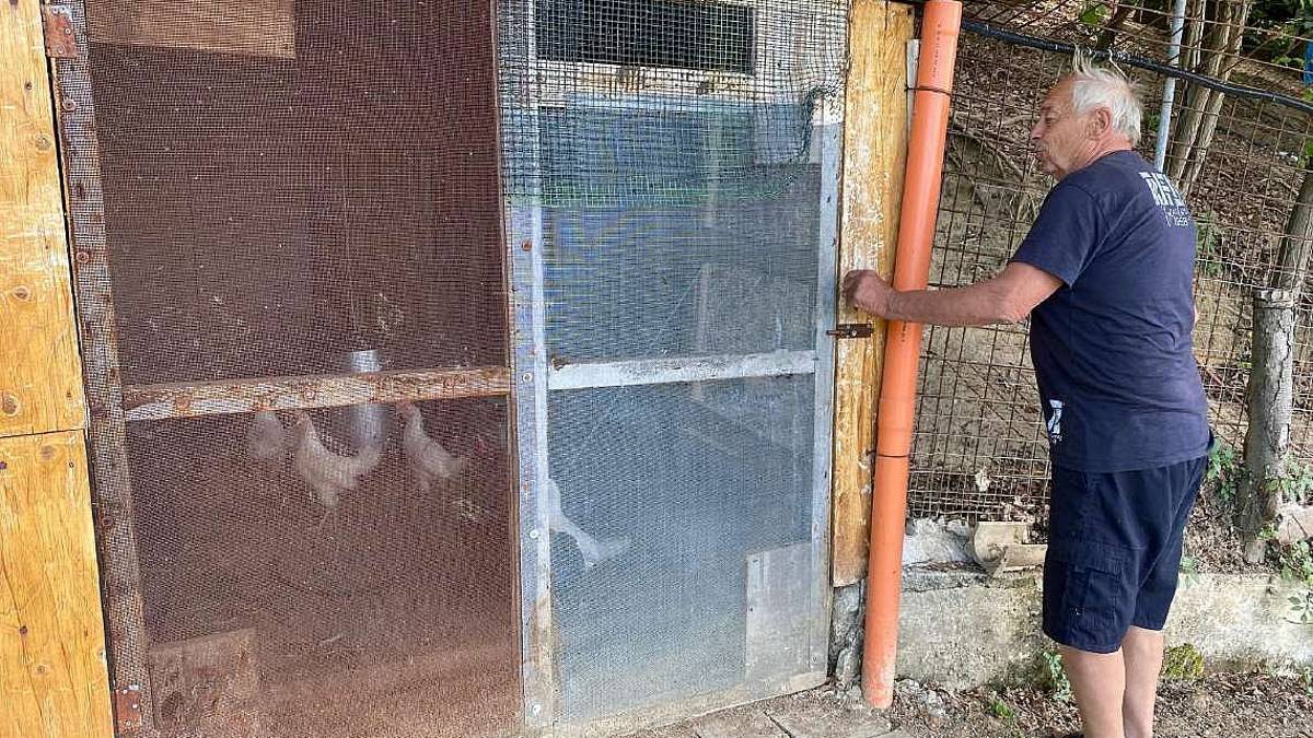Montenovo, un altro blitz delle volpi: uccise le ultime galline