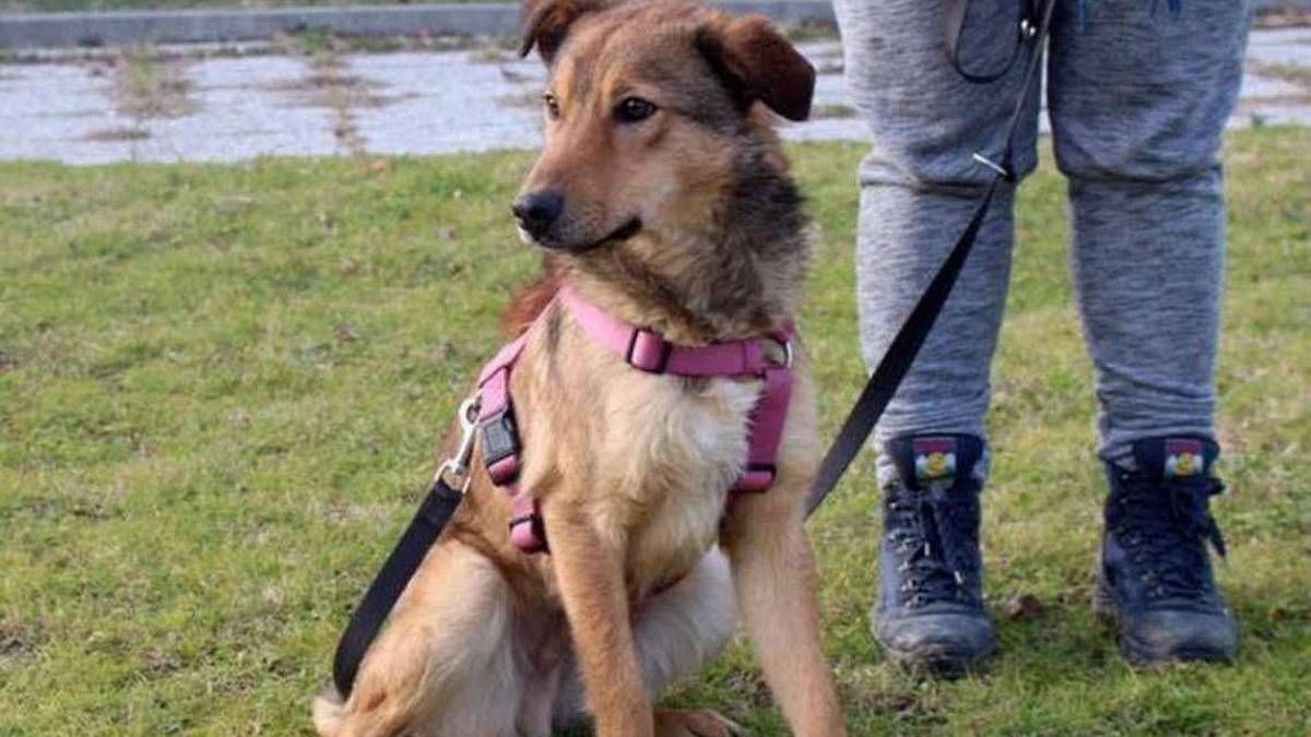 Gil aspetta da tempo di trovare una famiglia