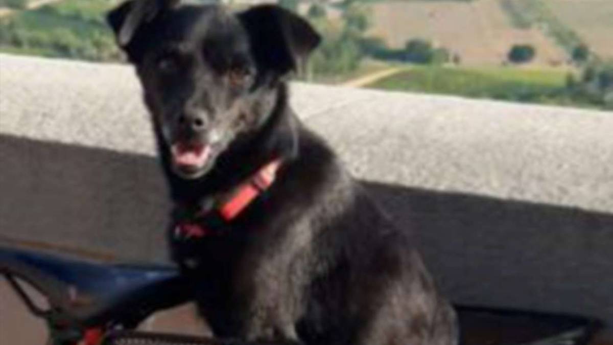 Cesena: appello per ritrovare la cagnolina scomparsa
