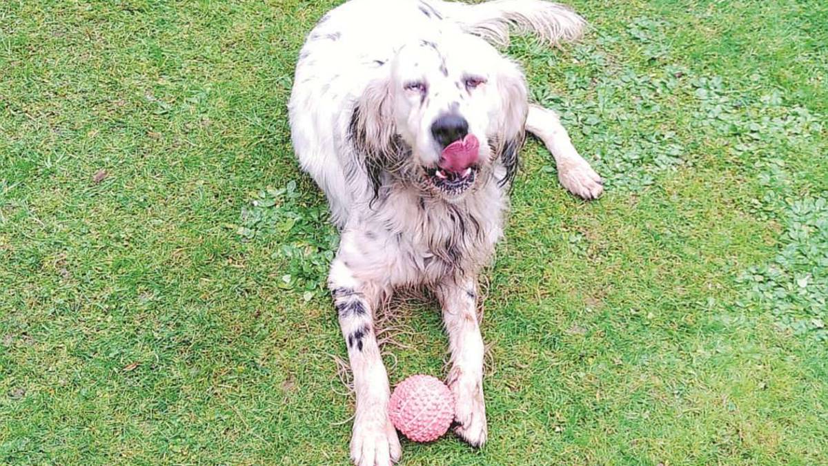 Max, il setter a “caccia” solo di affetto e coccole