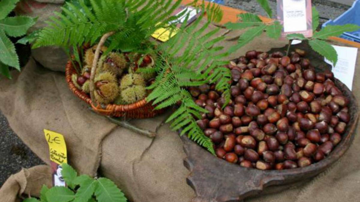Imola, in arrivo 305mila euro a sostegno dei castanicoltori