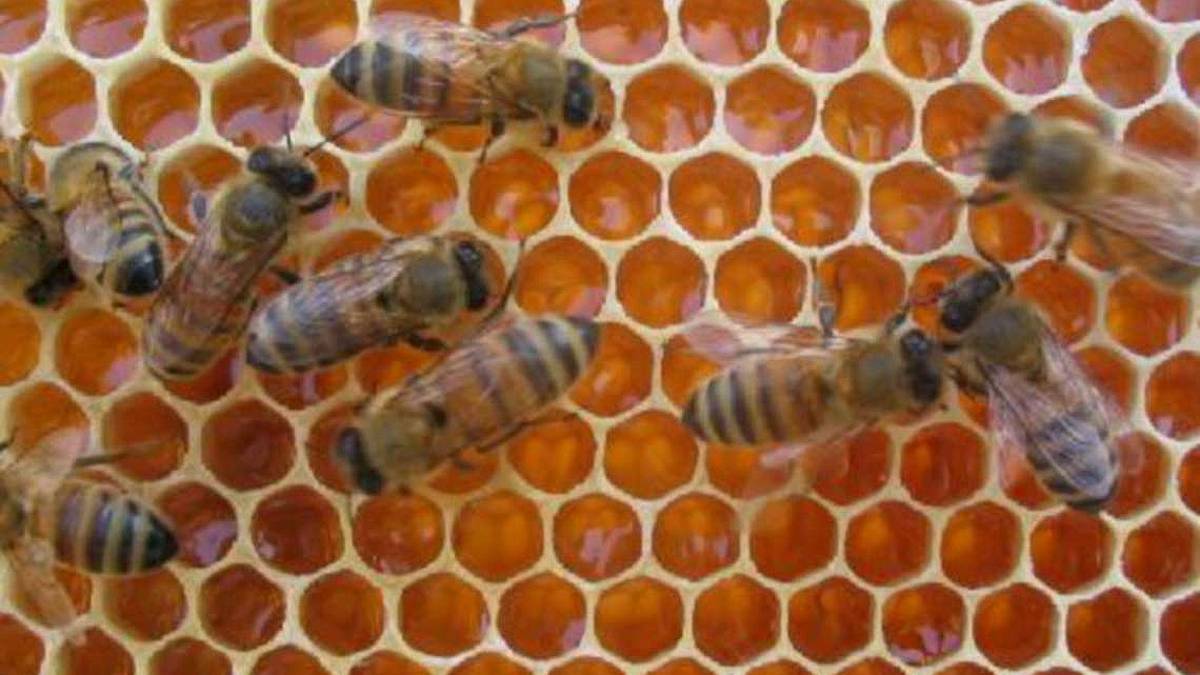 “Adotta un alveare” iniziativa sostenibile Crédit Agricole Italia