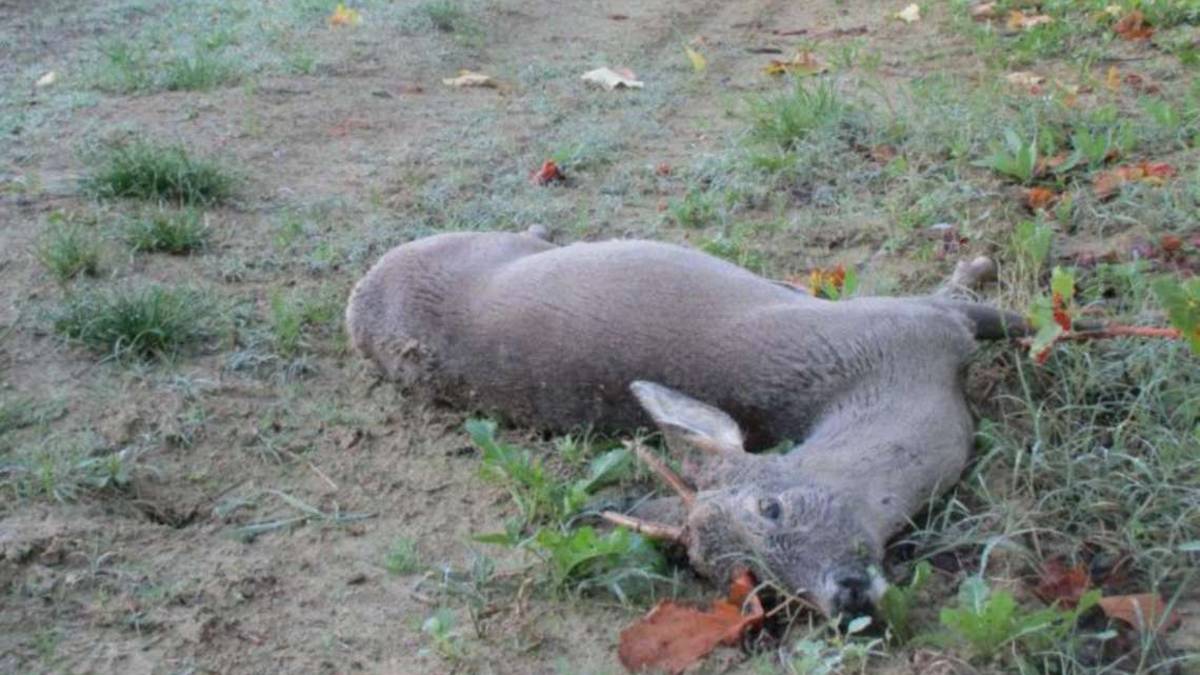 A Longiano trovati morti 2 caprioli, ma i corpi spariscono