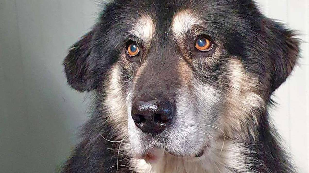 Macio ha circa 9 anni ed è rimasto solo al mondo