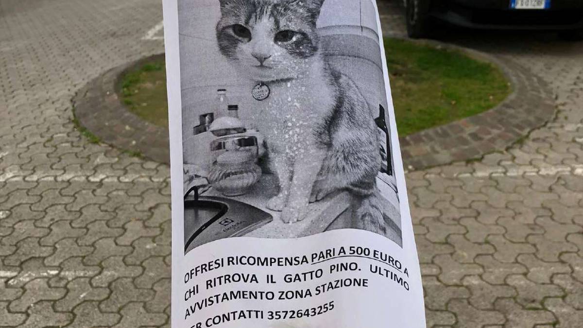 Cesena, 500 euro a chi ritrova il mio gatto