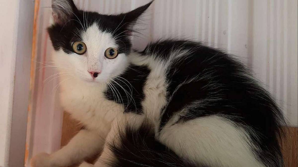 C’è un cuore pieno di tenerezza nella timida e piccola Lady