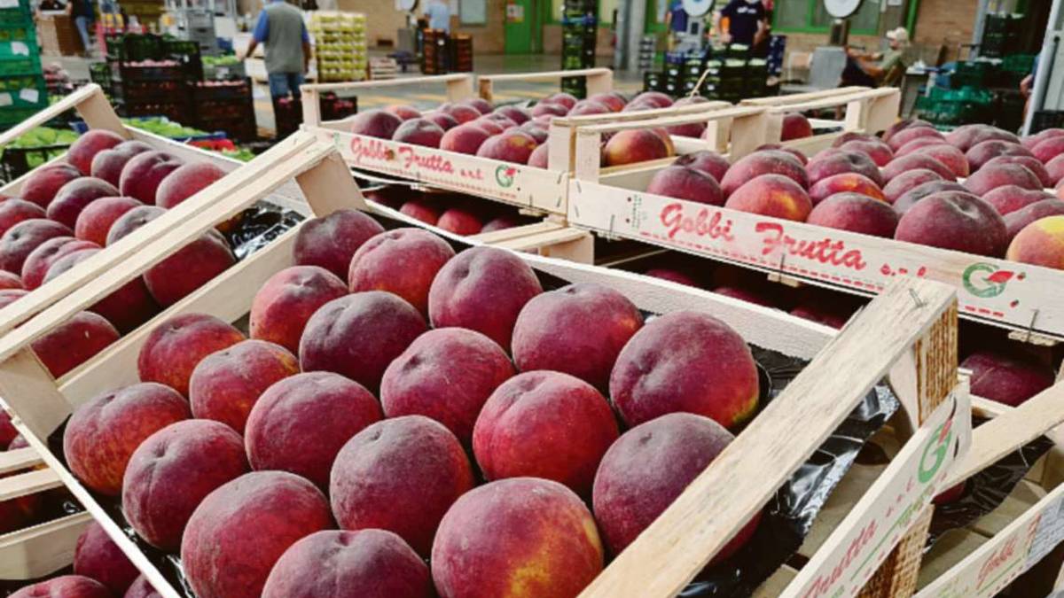 Pesche e nettarine perdono il 28% di superficie