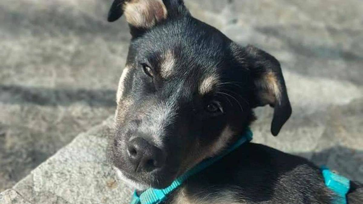 Tobia, giocherellone di 4 mesi